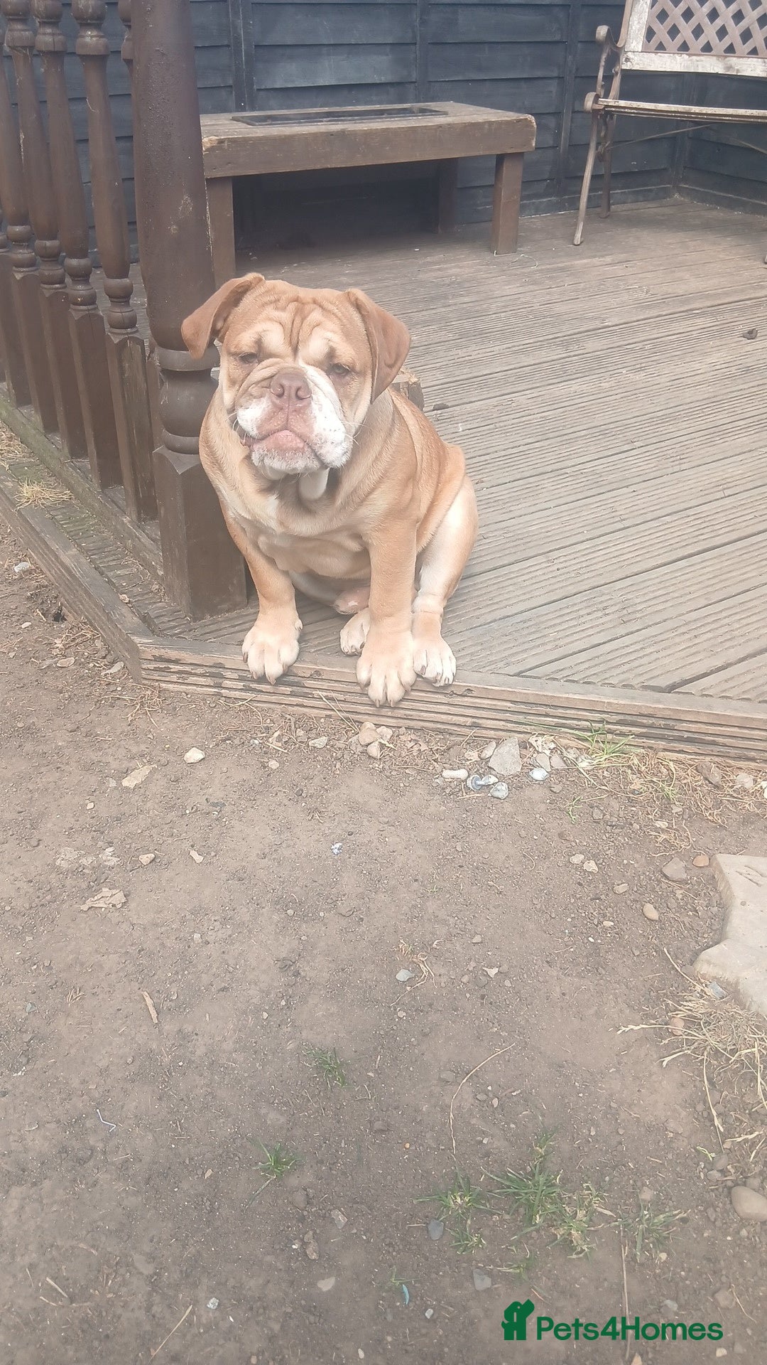 Mixed Breed dogs for sale: Stunnung Male English bulldogs - Image 6