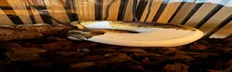 Python Snake reptiles for sale: Pied python  - Advert 3