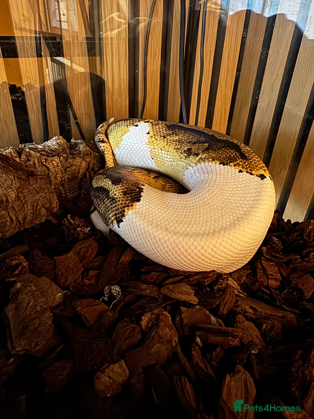 Python Snake reptiles for sale: Pied python  - Advert 3