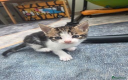 Mixed Breed cats for sale: 2 boys 2 girls kittens for sale. - Image 2
