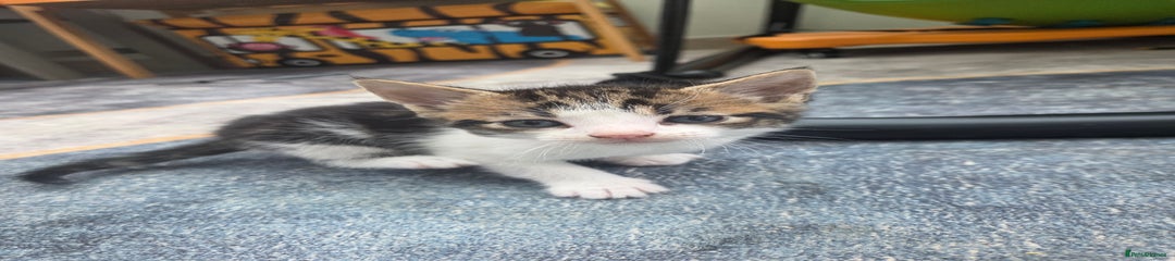 Mixed Breed Kitten 4