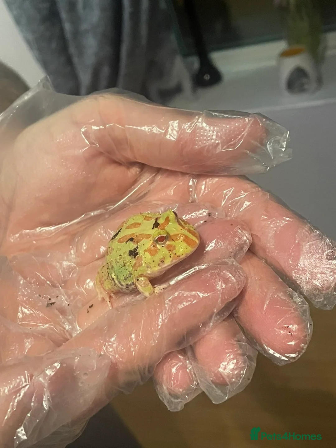 Frog reptiles for sale: Baby Pac-Man Froglets  - Advert 1