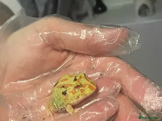 Frog reptiles Baby Pac-Man Froglets - Advert 2