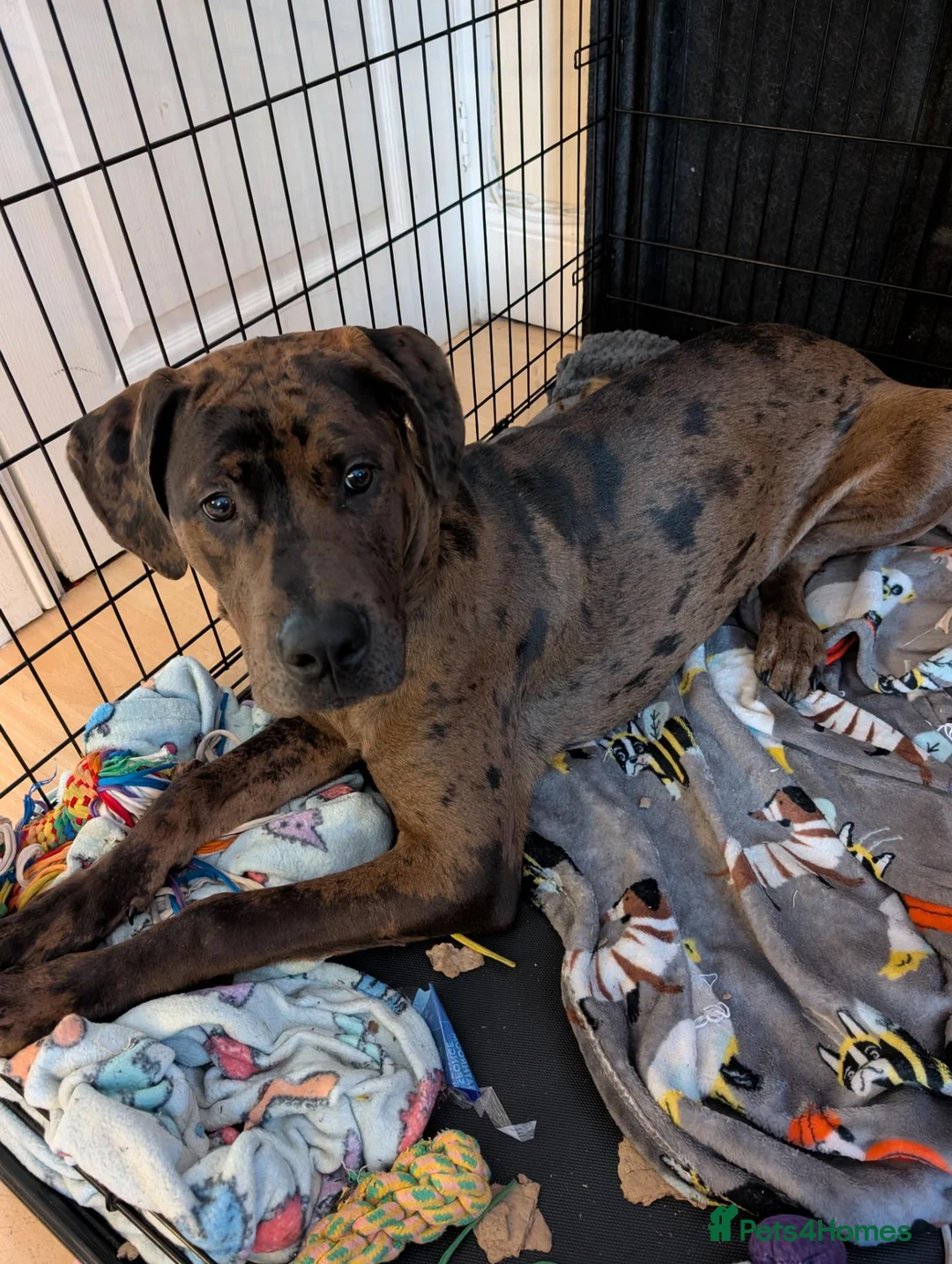Mixed Breed dogs for sale: 6 month old Doberman mastiff  in Bromsgrove - Advert 3
