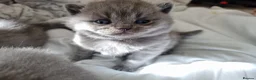British Shorthair cats for sale: British Shorthair Kittens for sale  in Oxford - Advert 17