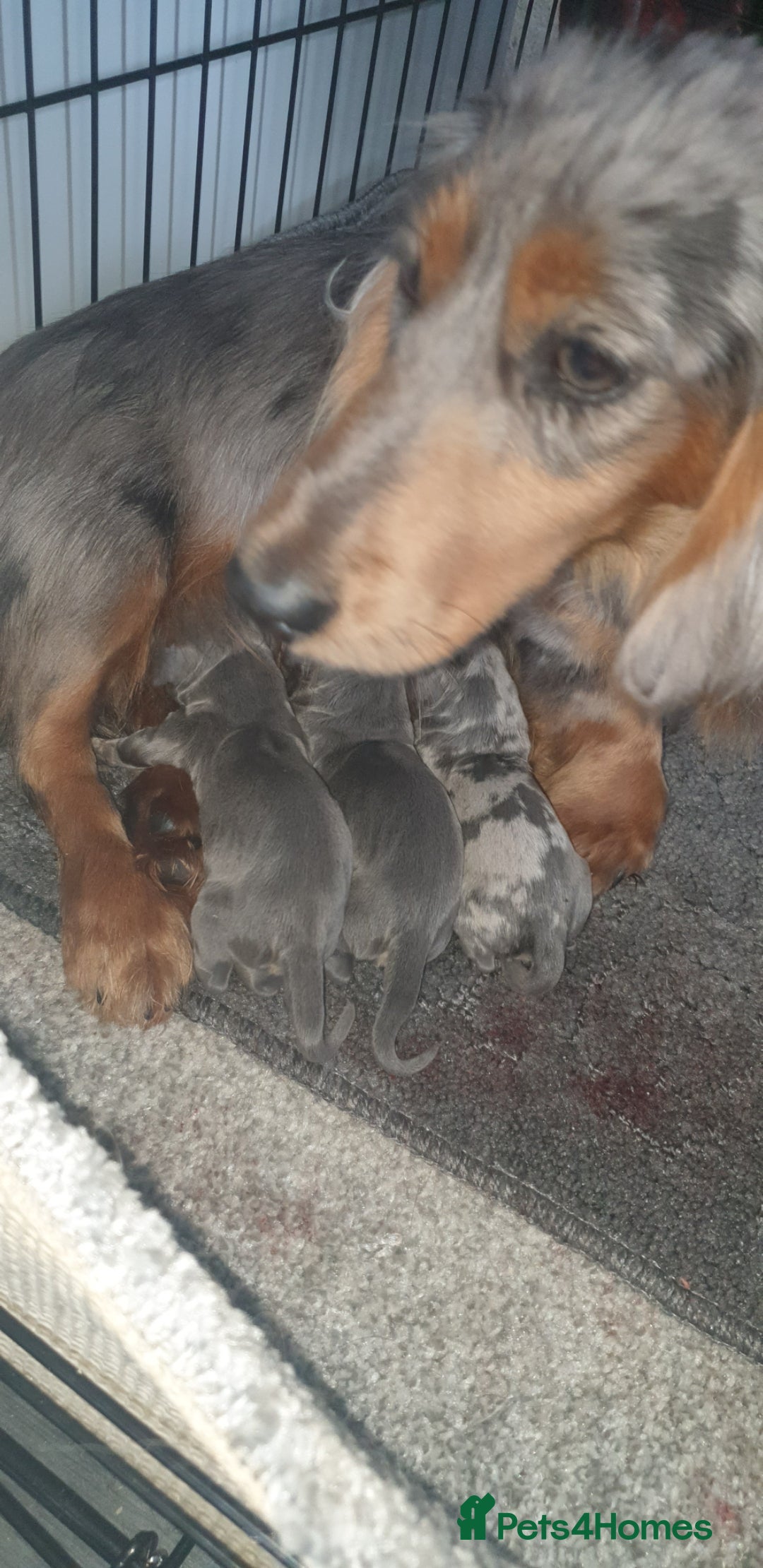 Dachshund dogs for sale: Miniature Dachshund puppies  - Advert 1