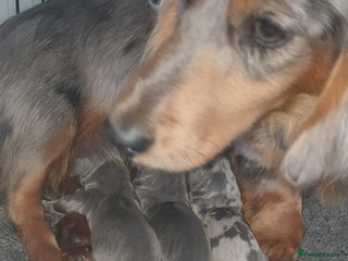 Dachshund dogs Miniature Dachshund puppies - Advert 4