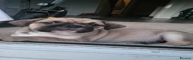 Frug Puppy 1