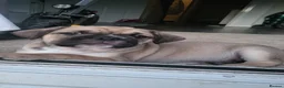 Frug dogs for sale: 2 frug puppies  - Advert 3