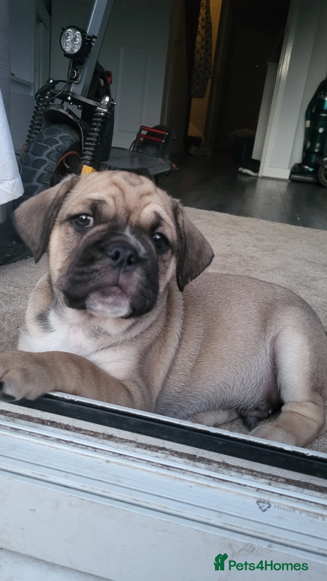 Frug dogs for sale: 2 frug puppies  - Advert 3