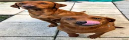 Labrador Retriever dogs for sale: Dark Fox Red Labrador Puppies - Advert 6