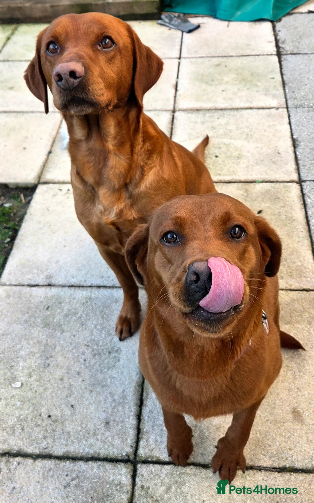 Labrador Retriever dogs for sale: Dark Fox Red Labrador Puppies - Advert 6