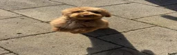 Cockapoo dogs for sale: F1bbb Cockapoo  - Advert 5