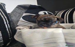 Mixed Breed dogs for sale: Puppy chugs 4 boys  - Image 20
