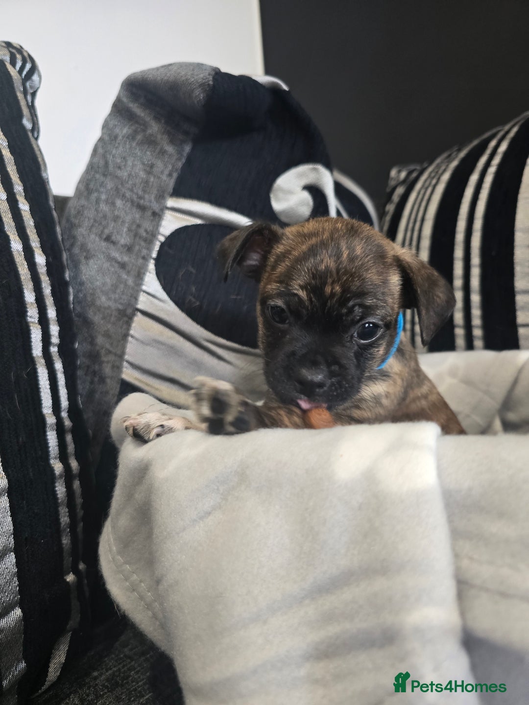 Mixed Breed dogs for sale: Puppy chugs 4 boys  - Image 20