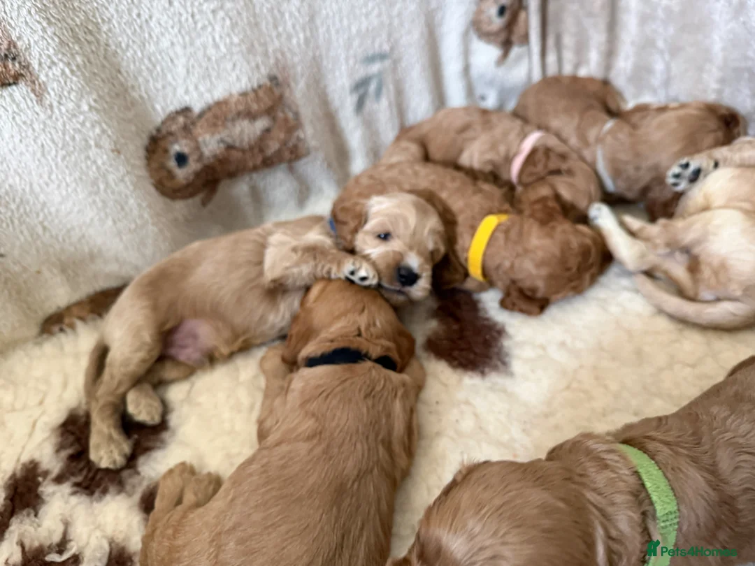 Cockapoo dogs for sale: F2 Cockapoo Puppies- Looking for Forever Homes! 🐾 in Manchester - Advert 2
