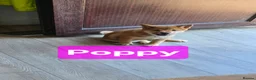 Japanese Shiba Inu dogs for sale: 3 stunning Shiba Inu puppies  - Advert 22
