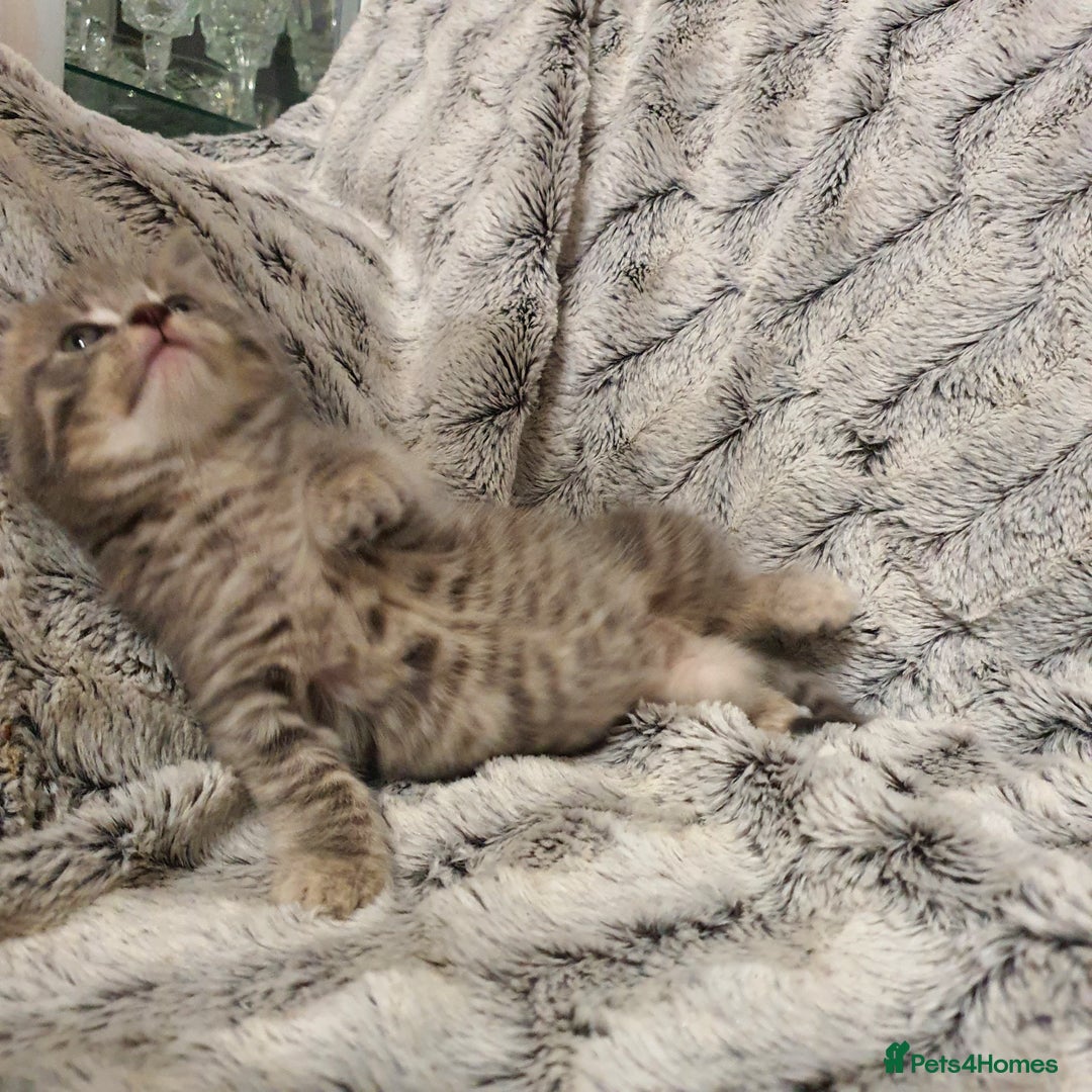 Mixed Breed cats for sale: 5 cute 😍 kittens  - Advert 11