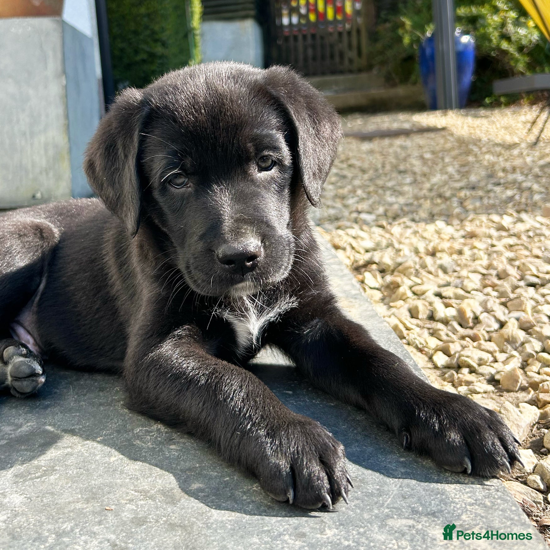 Borador dogs Borador Puppies - Fully Health Tested - Advert 9