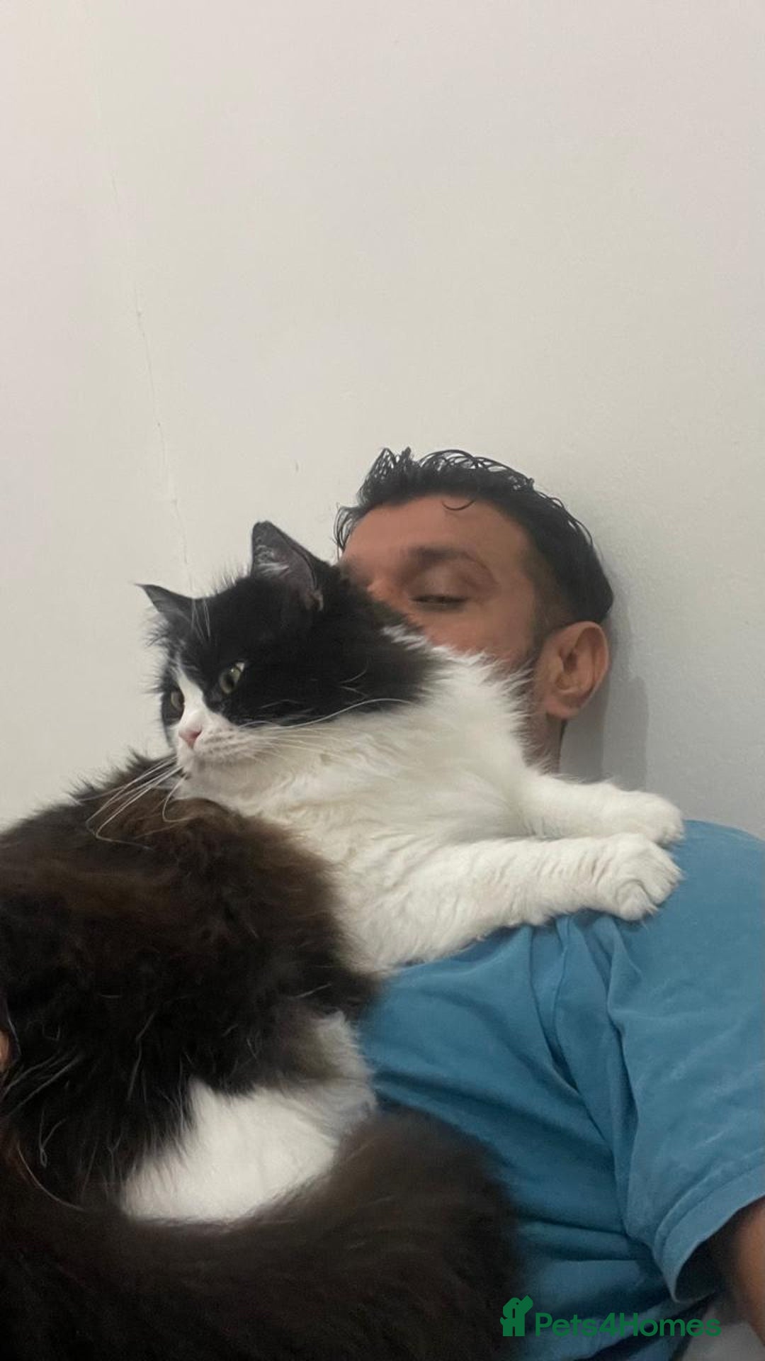 Mixed Breed cats for adoption: SUSHI - mix Persian girl fun affectionate spayed - Advert 6