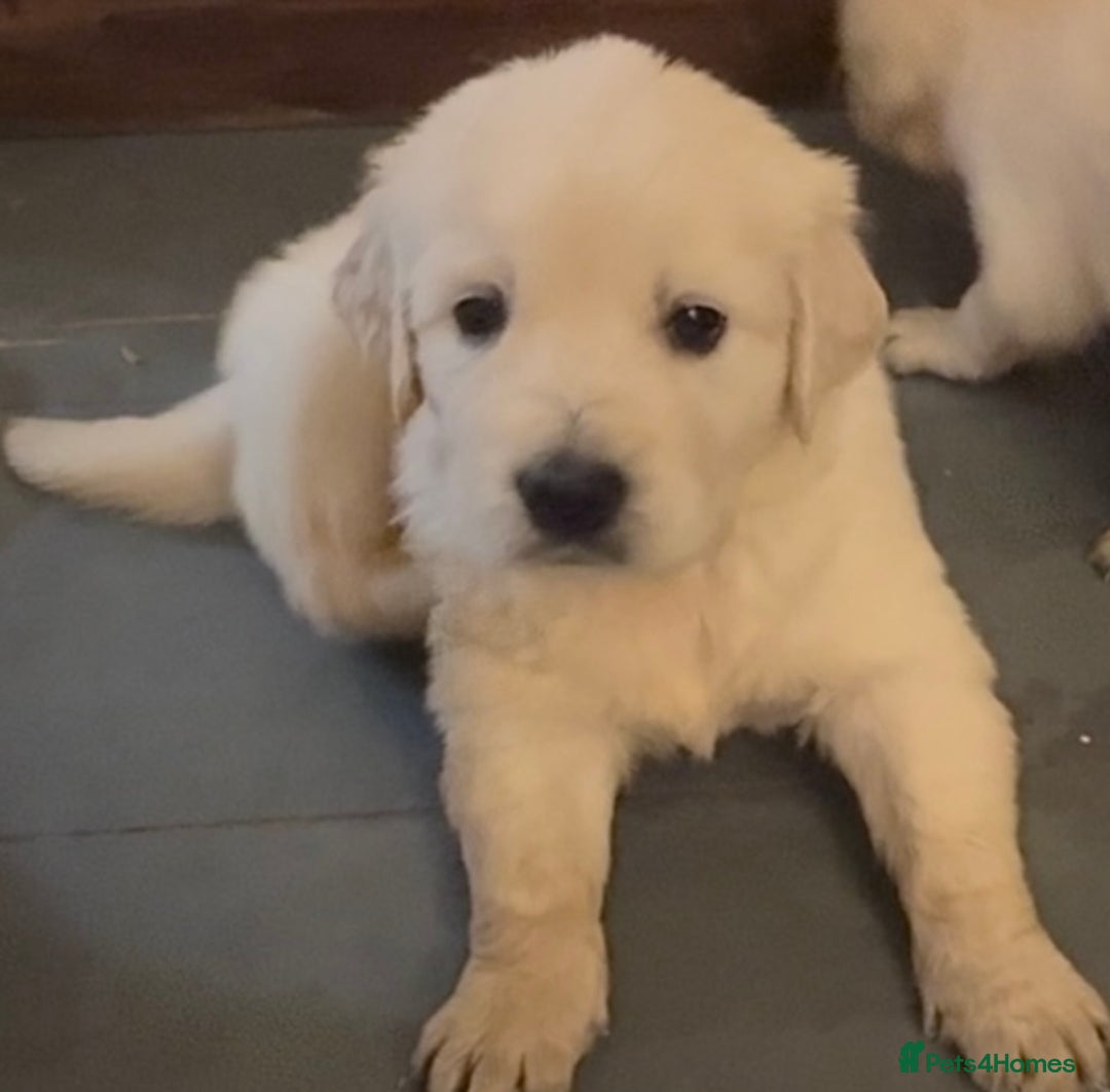 Golden Retriever dogs for sale: KC Golden Retriever Puppies for sale - Advert 15