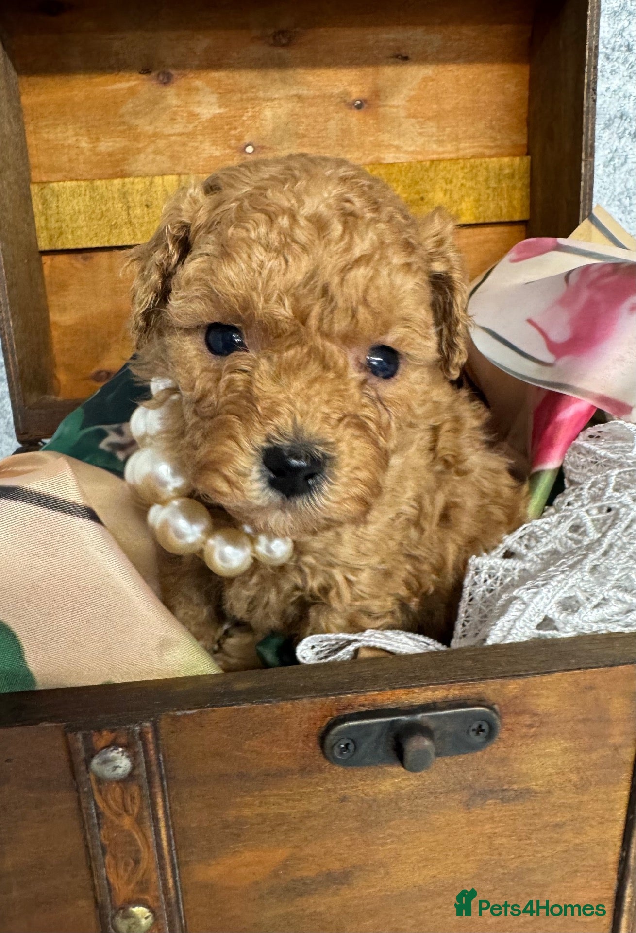 Toy Poodle dogs Red Asian x Toy Poodle  - Advert 9