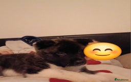 Akita dogs for sale: 2 males Japanese aktia ready to leave  - Image 3