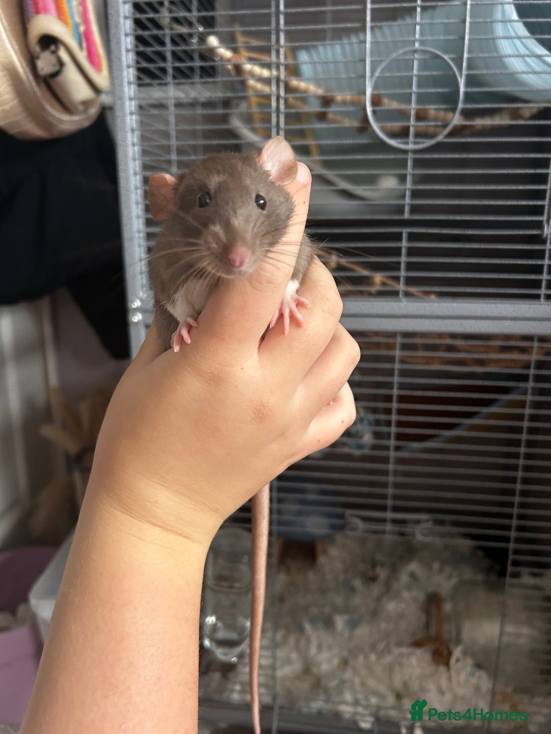 Rat rodents for sale: 3 female baby rats  - Image 4