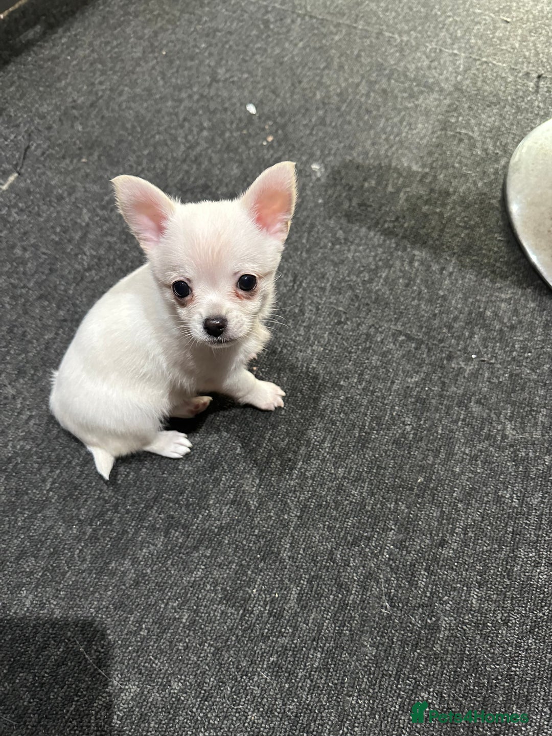 Pomchi dogs for sale: Tiny Pomchi - Image 6