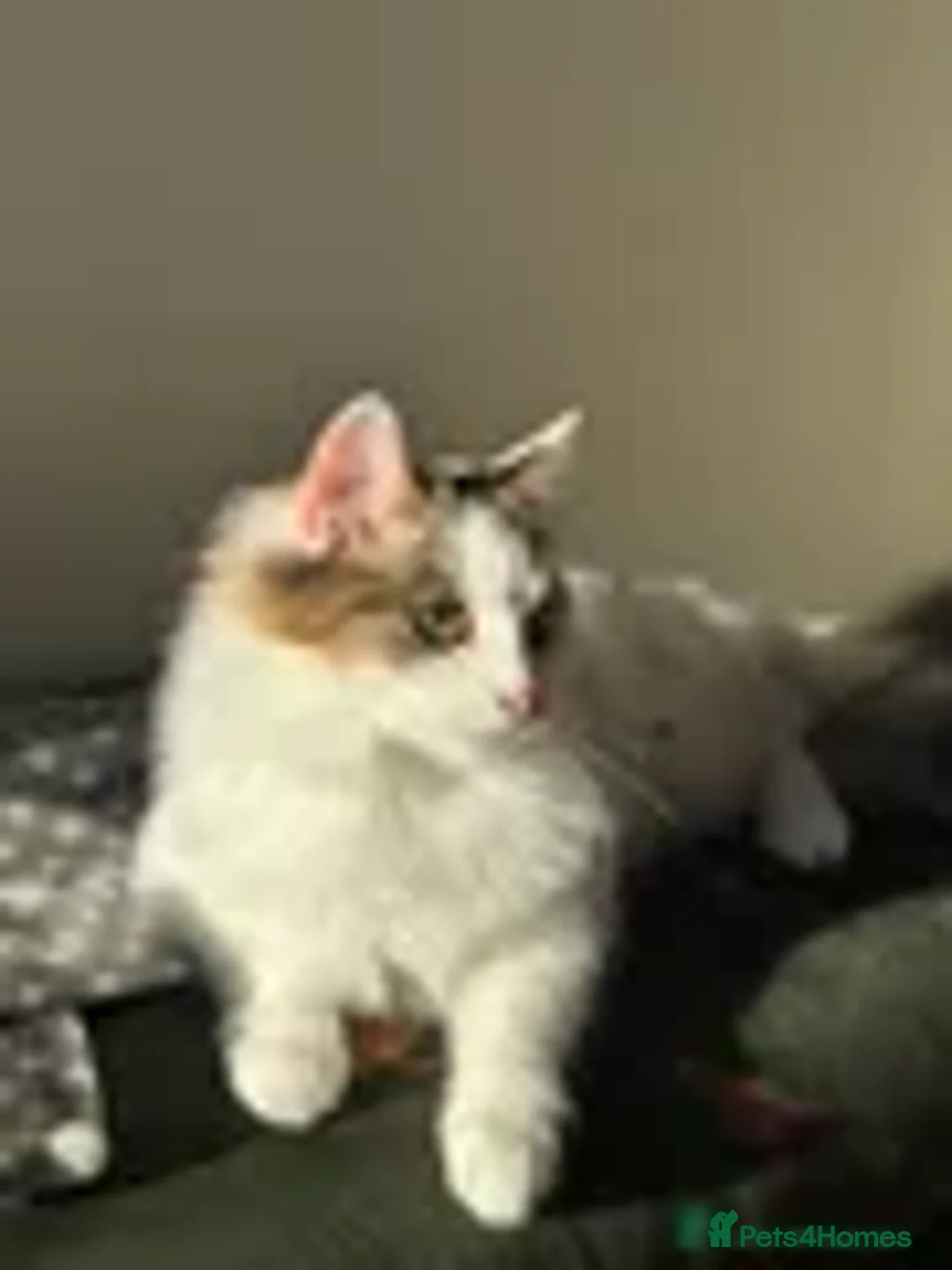 Mixed Breed cats for sale: Sad sale of family pets - Advert 1