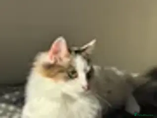 Mixed Breed cats Sad sale of family pets - Advert 16