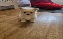 Maltipoo dogs for sale: FINAL REDUCTION F1 dna tested maltipoos - Image 7