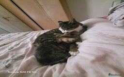 Mixed Breed cats for sale: Mixed female kitten  - Image 2