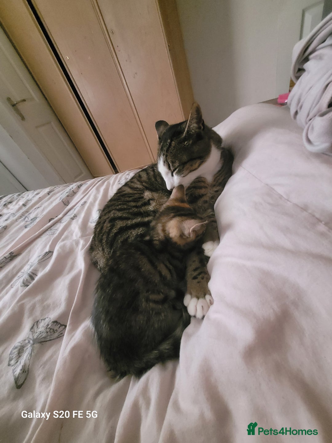 Mixed Breed cats for sale: Mixed female kitten  - Image 2
