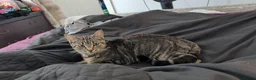 Mixed Breed cats for sale: Beautiful Kittens Seeking Loving Forever Homes in Doncaster - Advert 10
