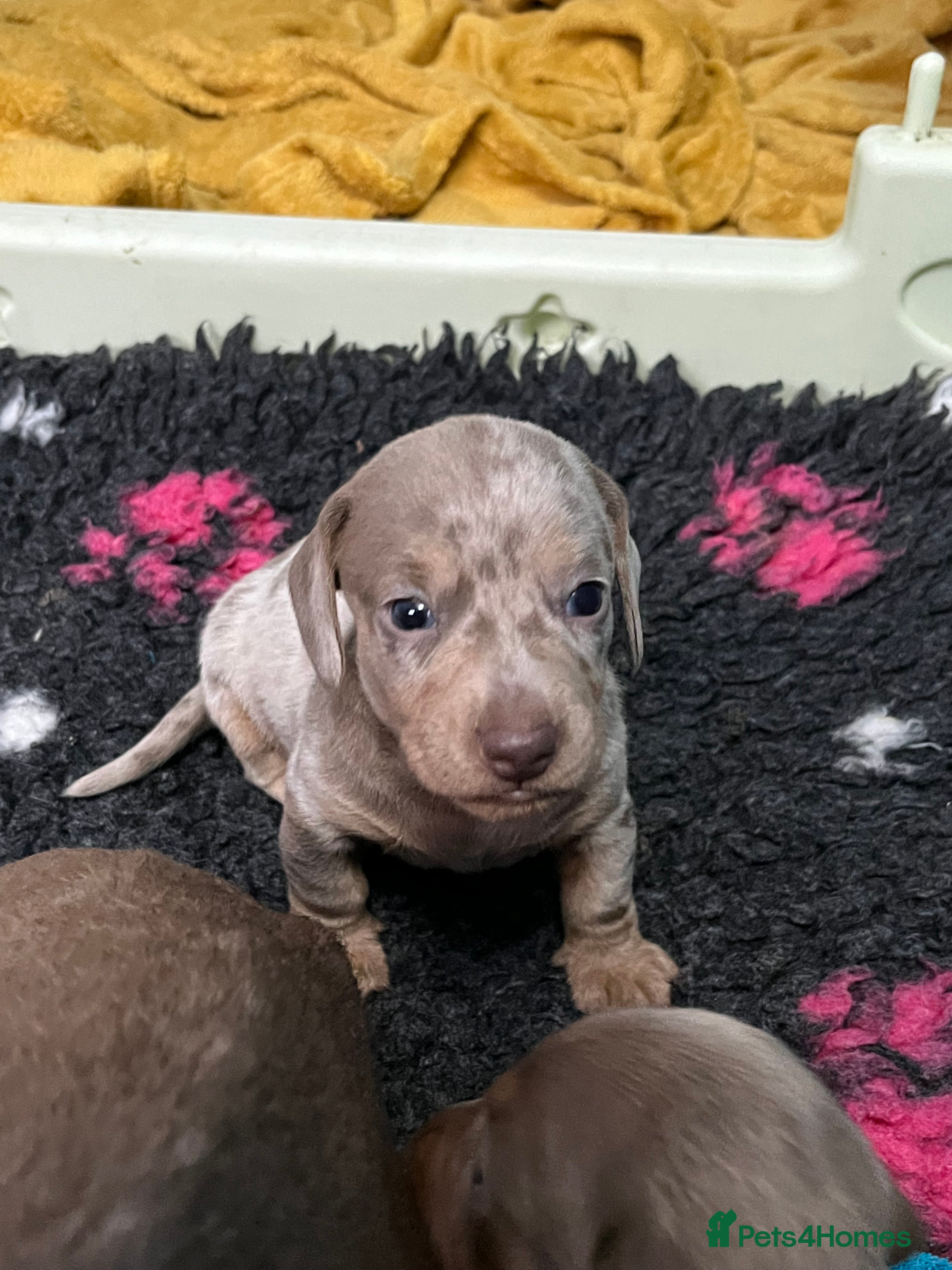 Dachshund dogs Kc miniature dachshund - Advert 1