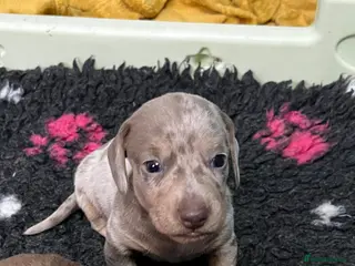 Dachshund dogs Kc miniature dachshund - Advert 1