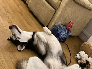 Siberian Husky dogs Siberian Husky - Advert 6