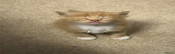 Mixed Breed cats for sale: Mixed Exotic Kittens in Torpoint - Advert 8