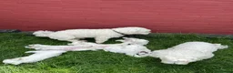 Bichon Frise dogs for sale:     🐶 6 Adorable Puppies Looking for a Home - Advert 4