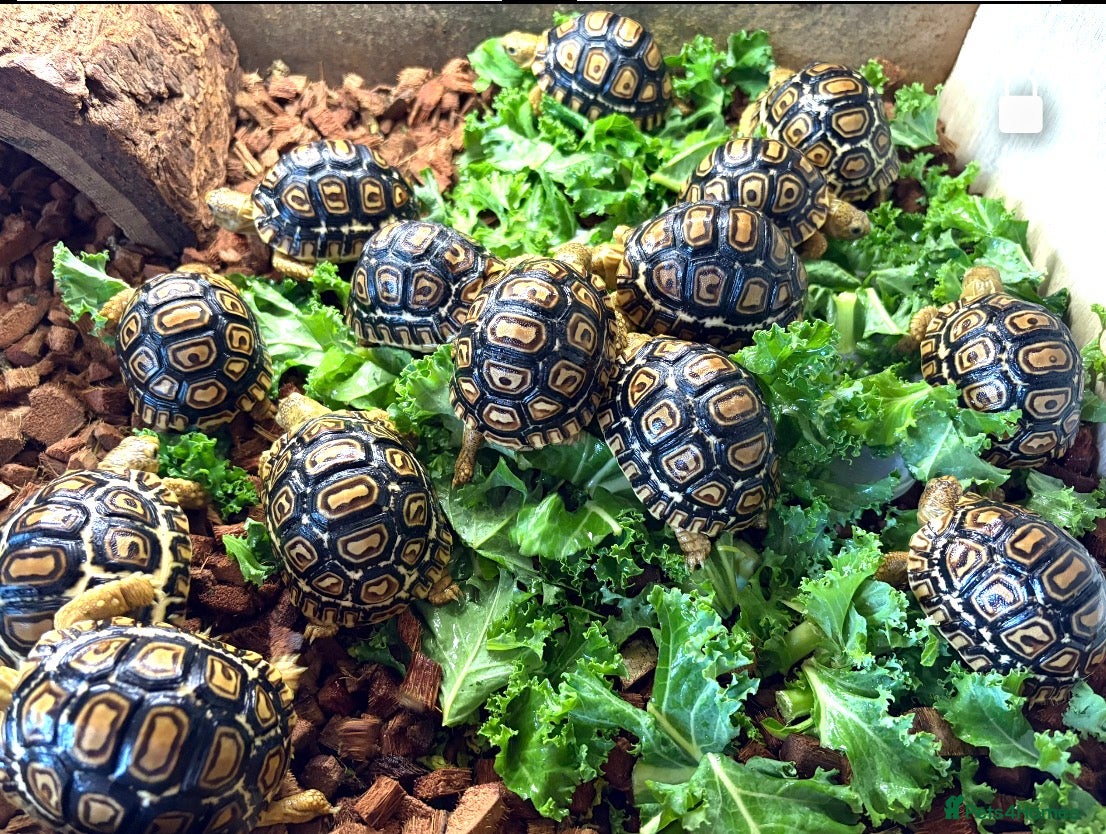 Tortoise reptiles for sale: Leopard Tortoise - Gorgeous Hatchlings  - Advert 6