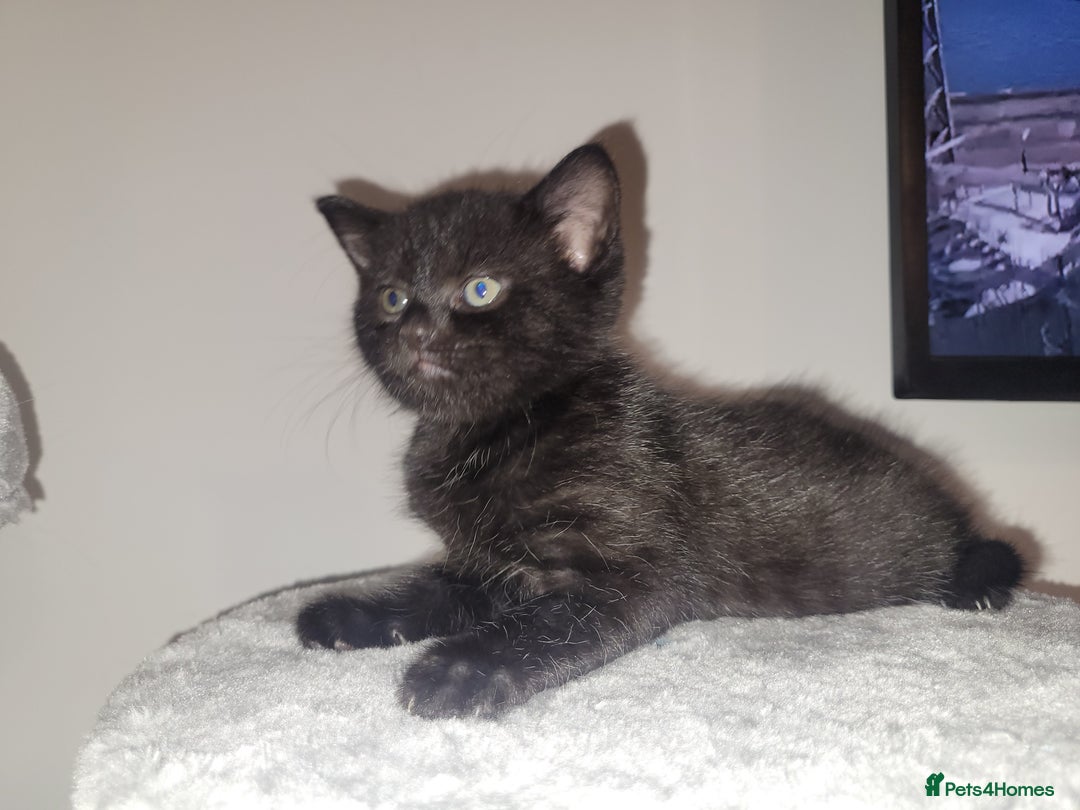Mixed Breed cats for sale: Mixed British blue kittens  - Image 12
