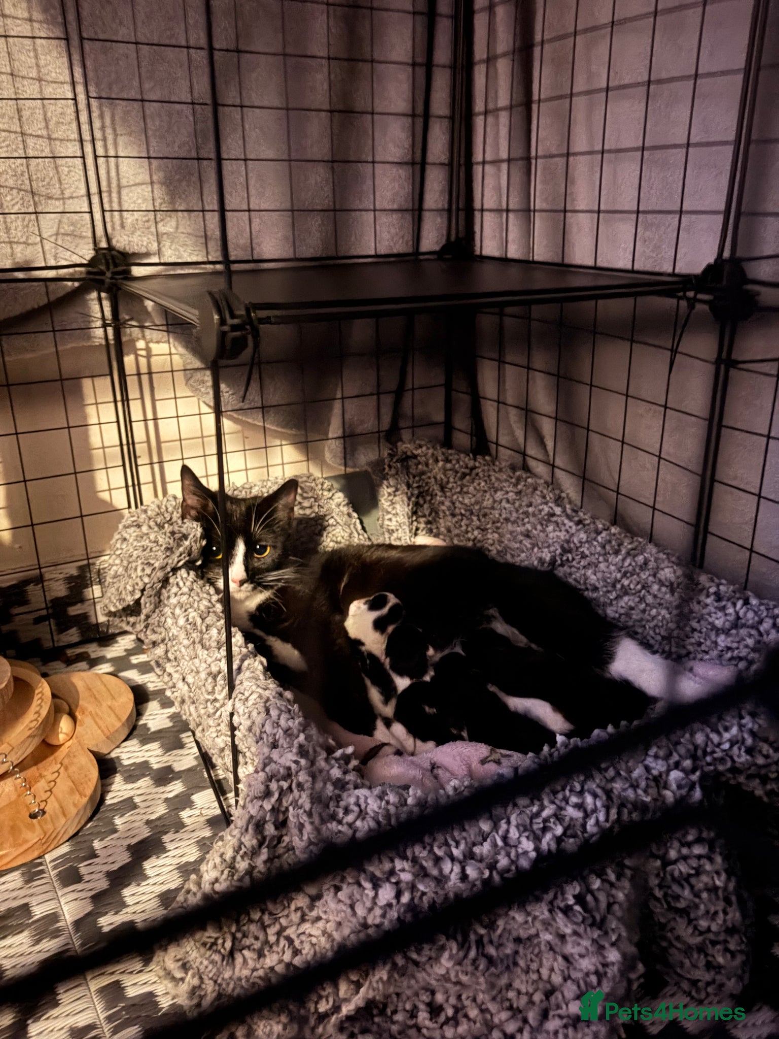 Mixed Breed cats Beautiful & Healthy kittens  - Advert 2