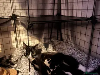 Mixed Breed cats Beautiful & Healthy kittens - Advert 2