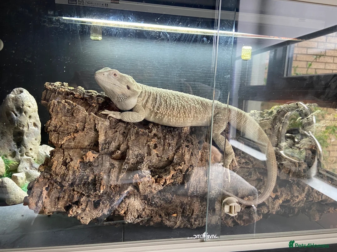 Bearded Dragon reptiles for sale: Gorgeous bearded dragon.  - Advert 5