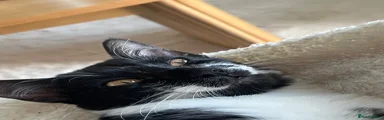 Domestic Shorthair 1