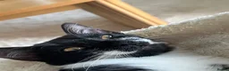 Domestic Shorthair cats for sale: 2 kittens for sale- female kittens - Advert 3