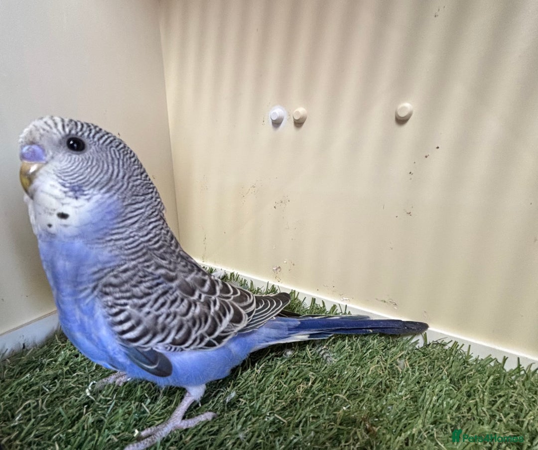 Budgerigars birds for sale: Beautiful baby budgies for sale  - Image 5