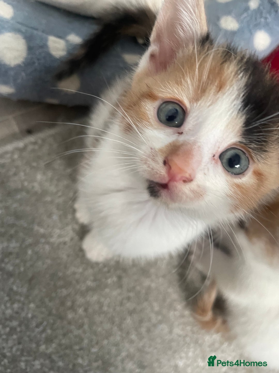 Mixed Breed cats for sale: 3 kittens 2 girls 1 boy  - Image 9