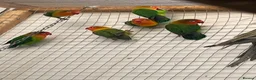 Lovebirds birds for sale: Lovebirds  - Advert 4